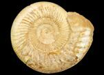 Jurassic Ammonite (Perisphinctes) - Madagascar #126067-1